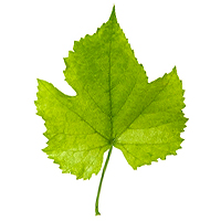 feuille-de-vigne